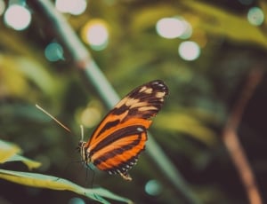 butterfly, insect, animal, nature, insect, one animal thumbnail