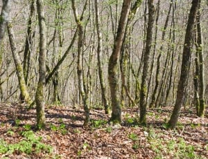 brown forest trees thumbnail