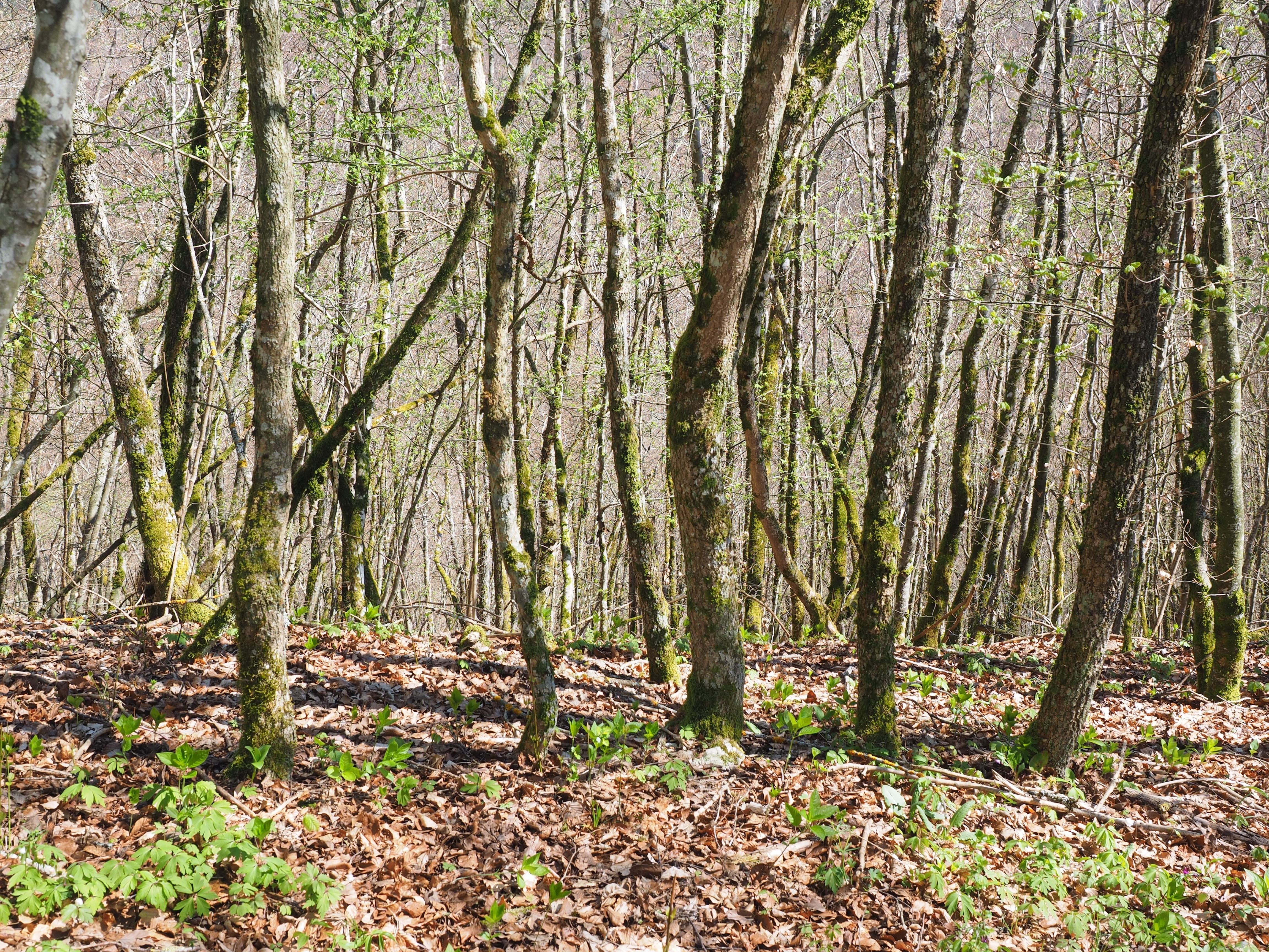 brown forest trees