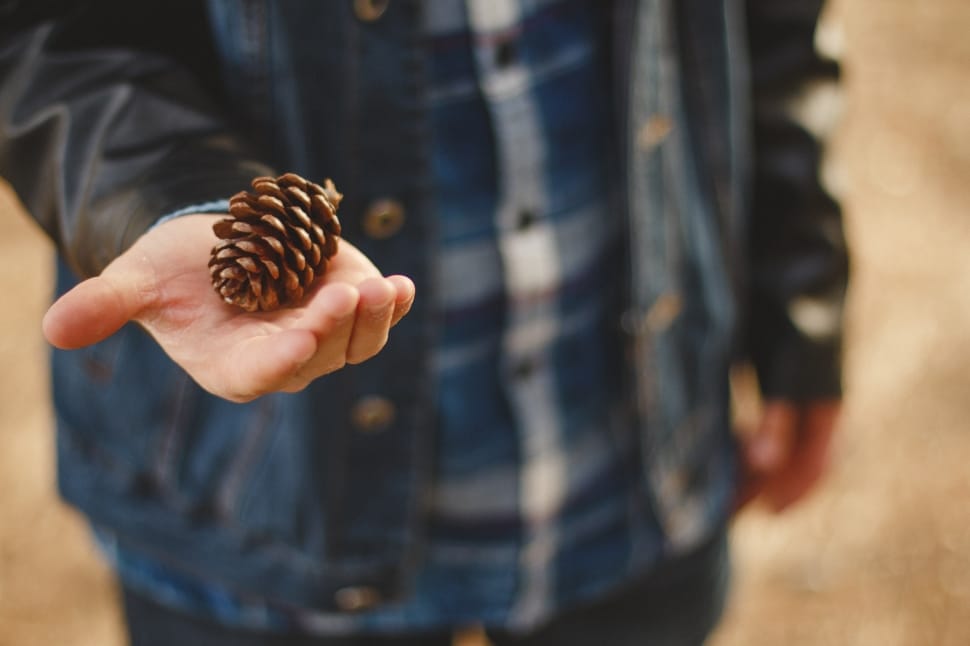 person holding brown pine cone preview