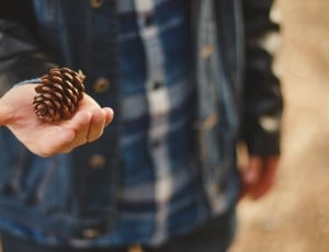 person holding brown pine cone thumbnail