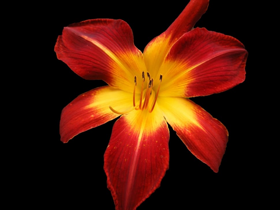 red and yellow petal flower preview