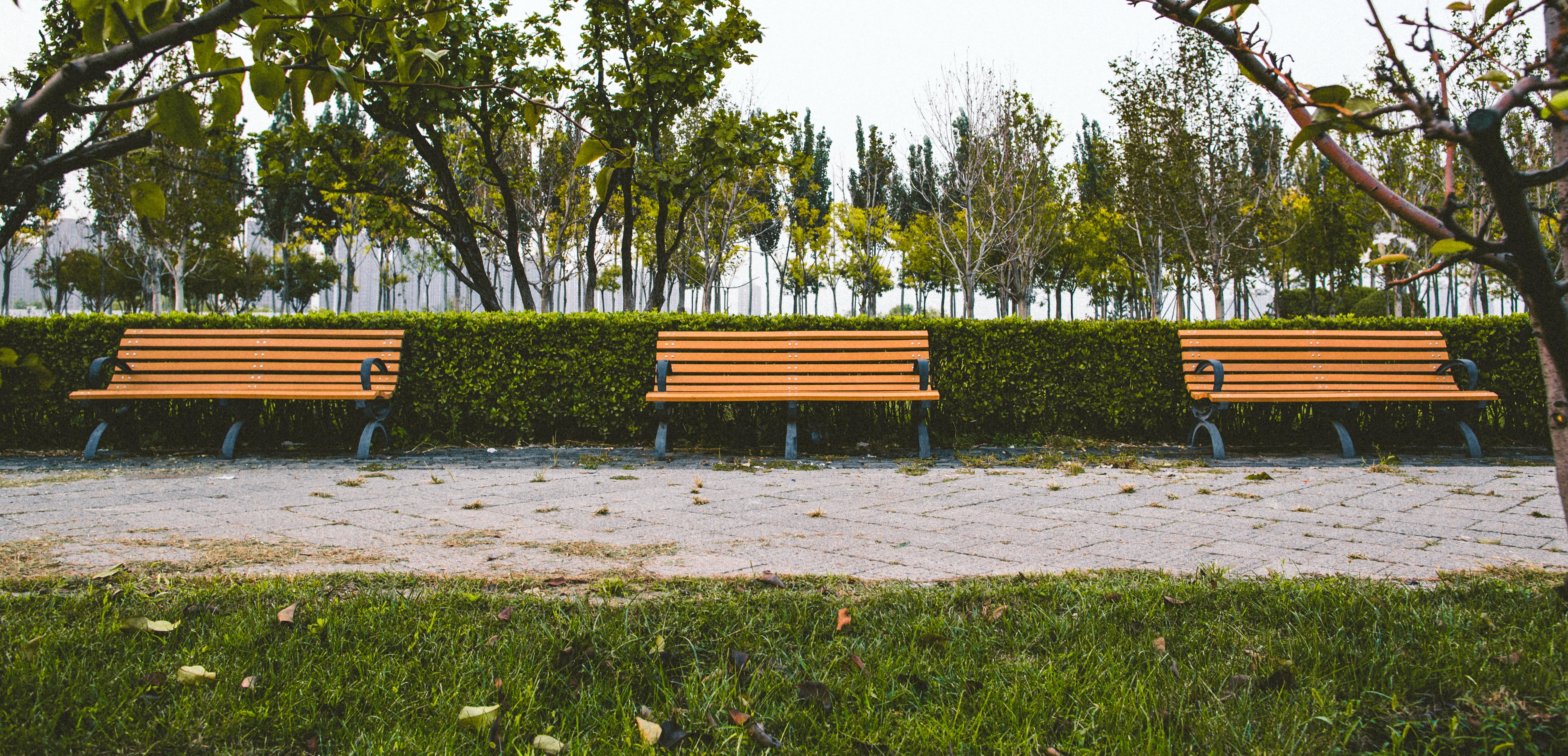 bench, green, grass, plant, bench, absence