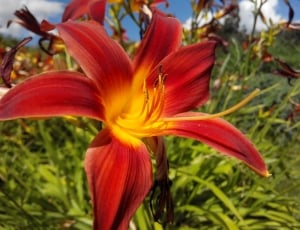 red and orange day lily thumbnail