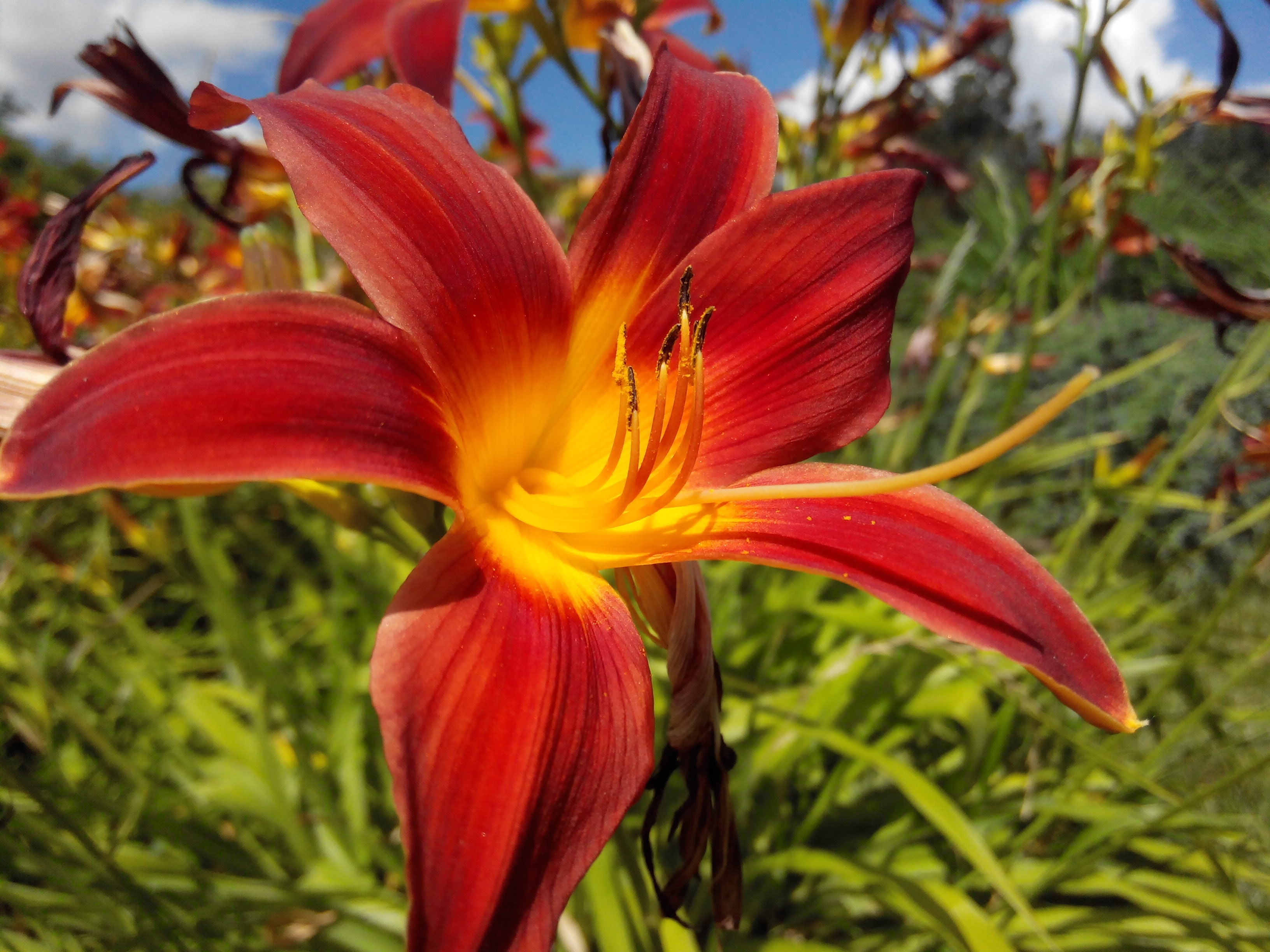 red and orange day lily