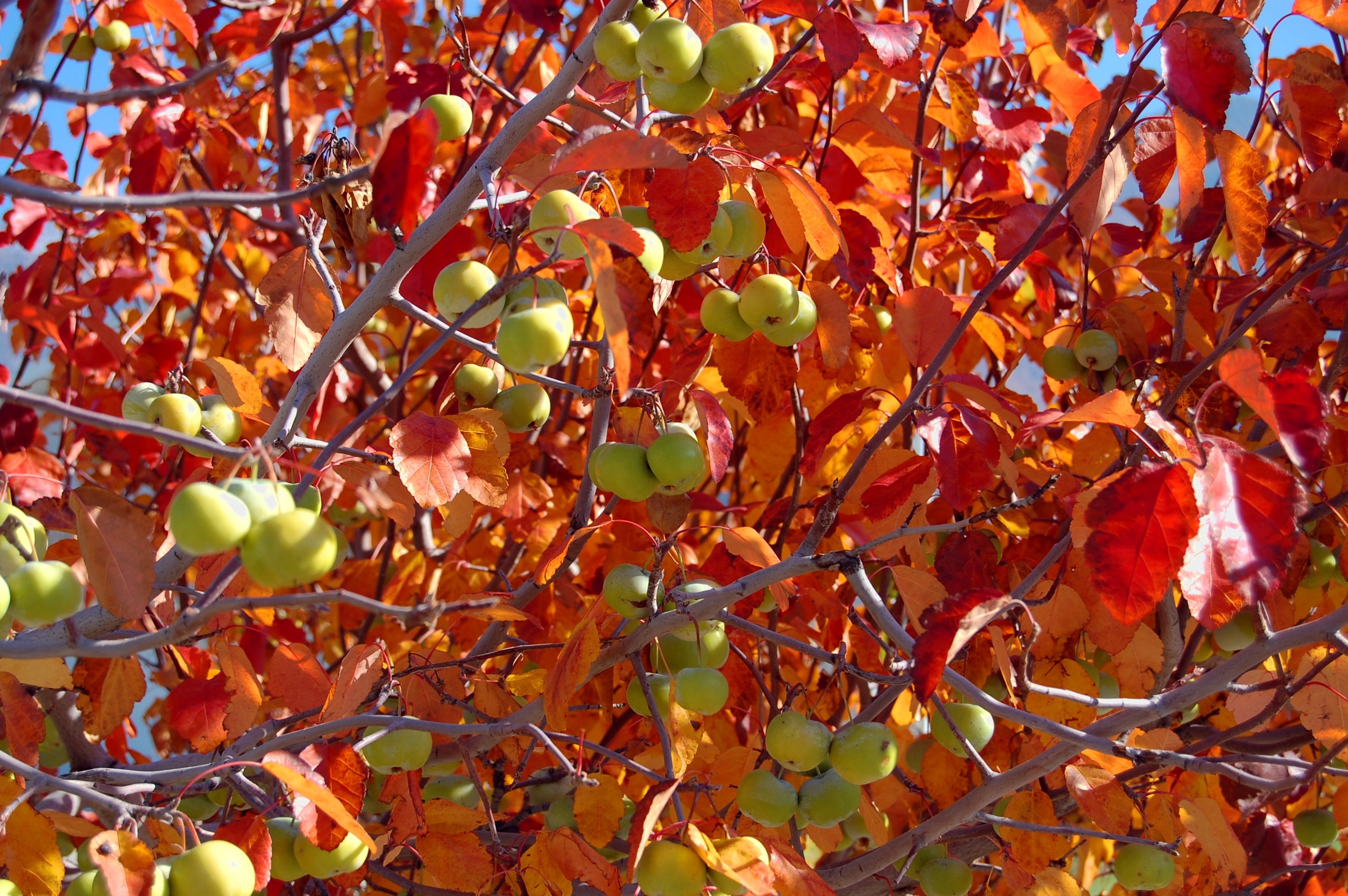 Хороша осень плодами. Вишня осенью. Яблоня осень. Осенние плоды на деревьях. Плодовые деревья осенью.