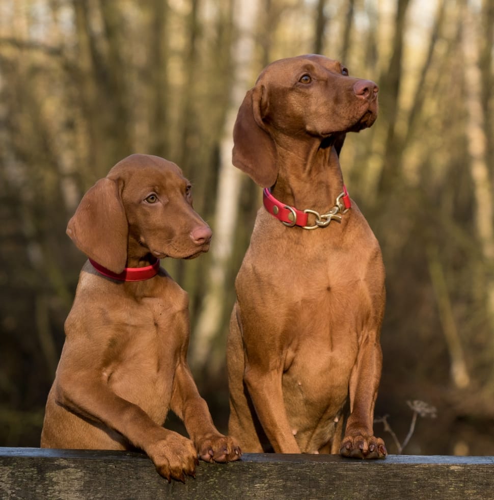 2 red weimaraners preview