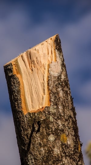 brown chopped tree trunk thumbnail