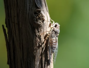 close up photography of grey moth thumbnail