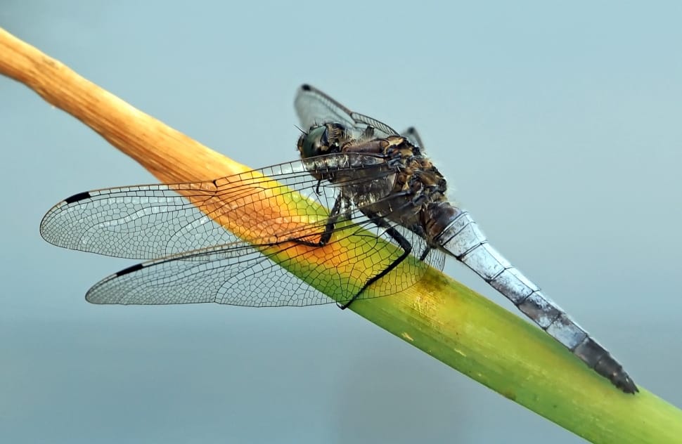 brown and white dragonfly preview