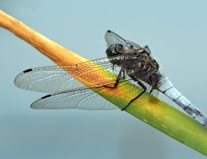 brown and white dragonfly thumbnail
