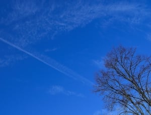 Blue, Clouds, Branch, Sky, Tree, blue, nature thumbnail