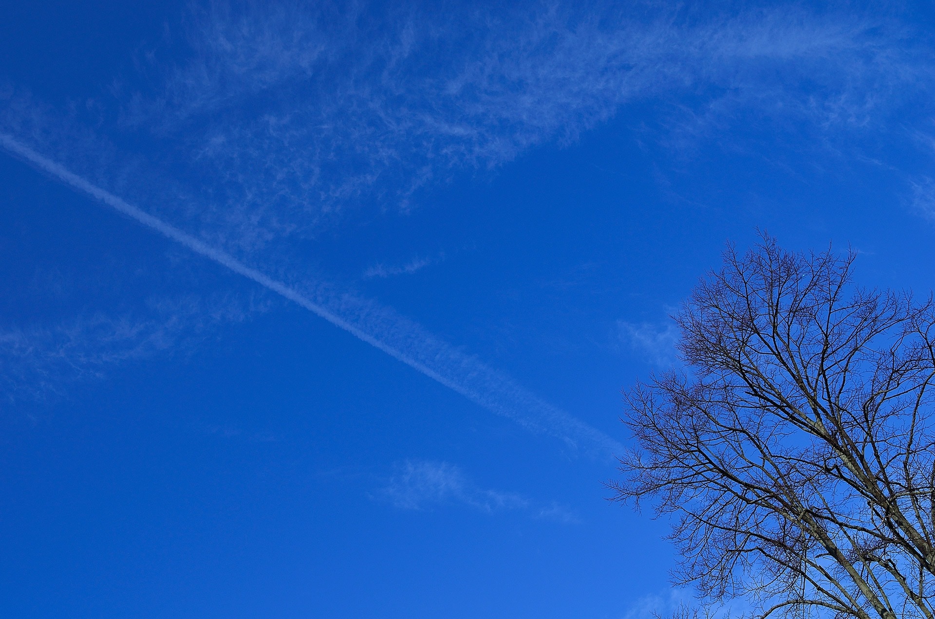 Blue, Clouds, Branch, Sky, Tree, blue, nature