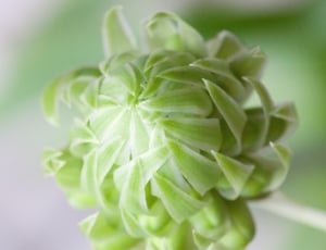tilt lens photography of green flower thumbnail