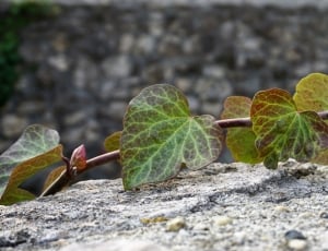 green ovate leaf thumbnail
