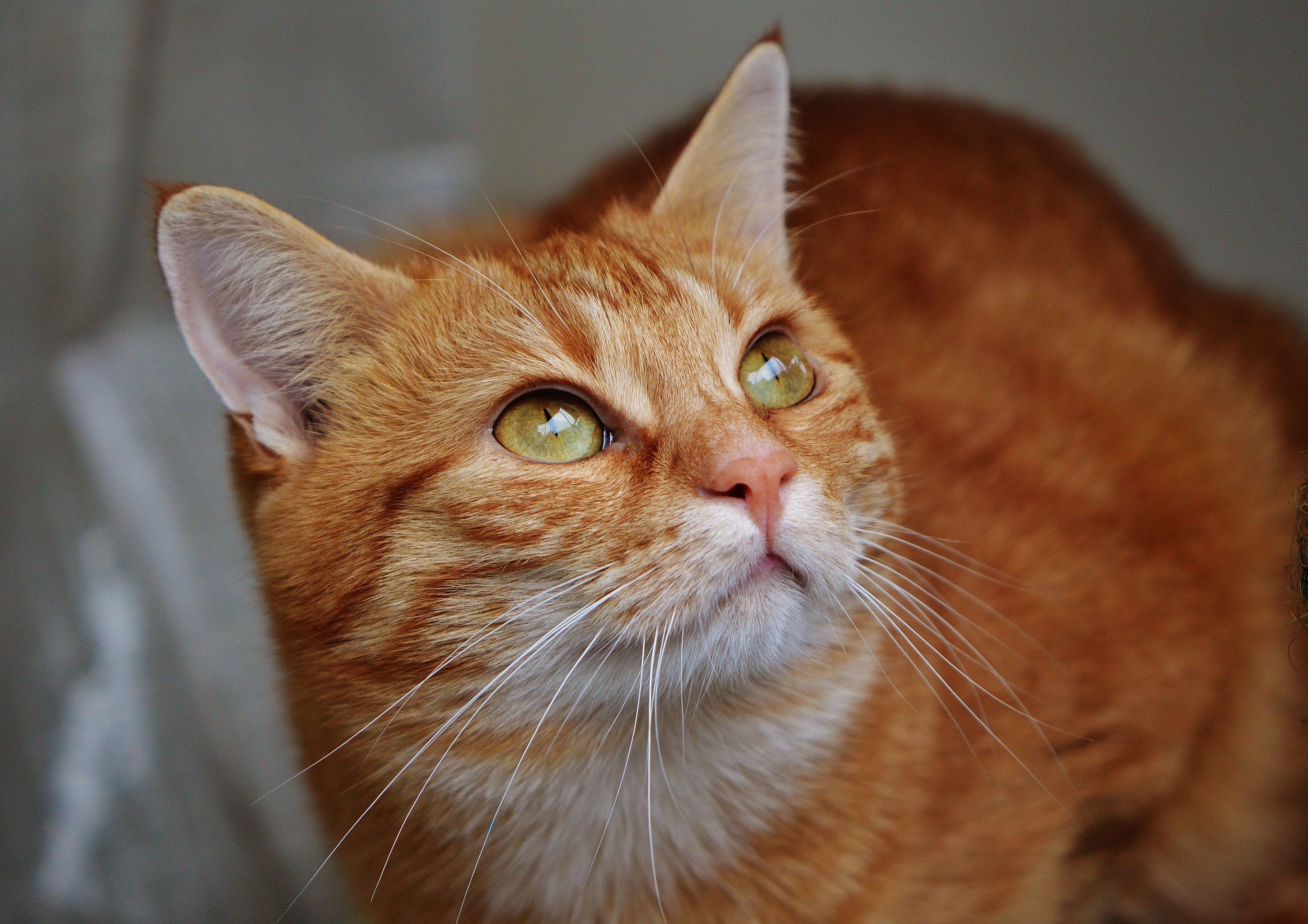 orange short-coated cat