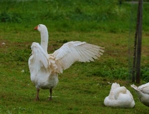 white swan on green grass during daytime thumbnail