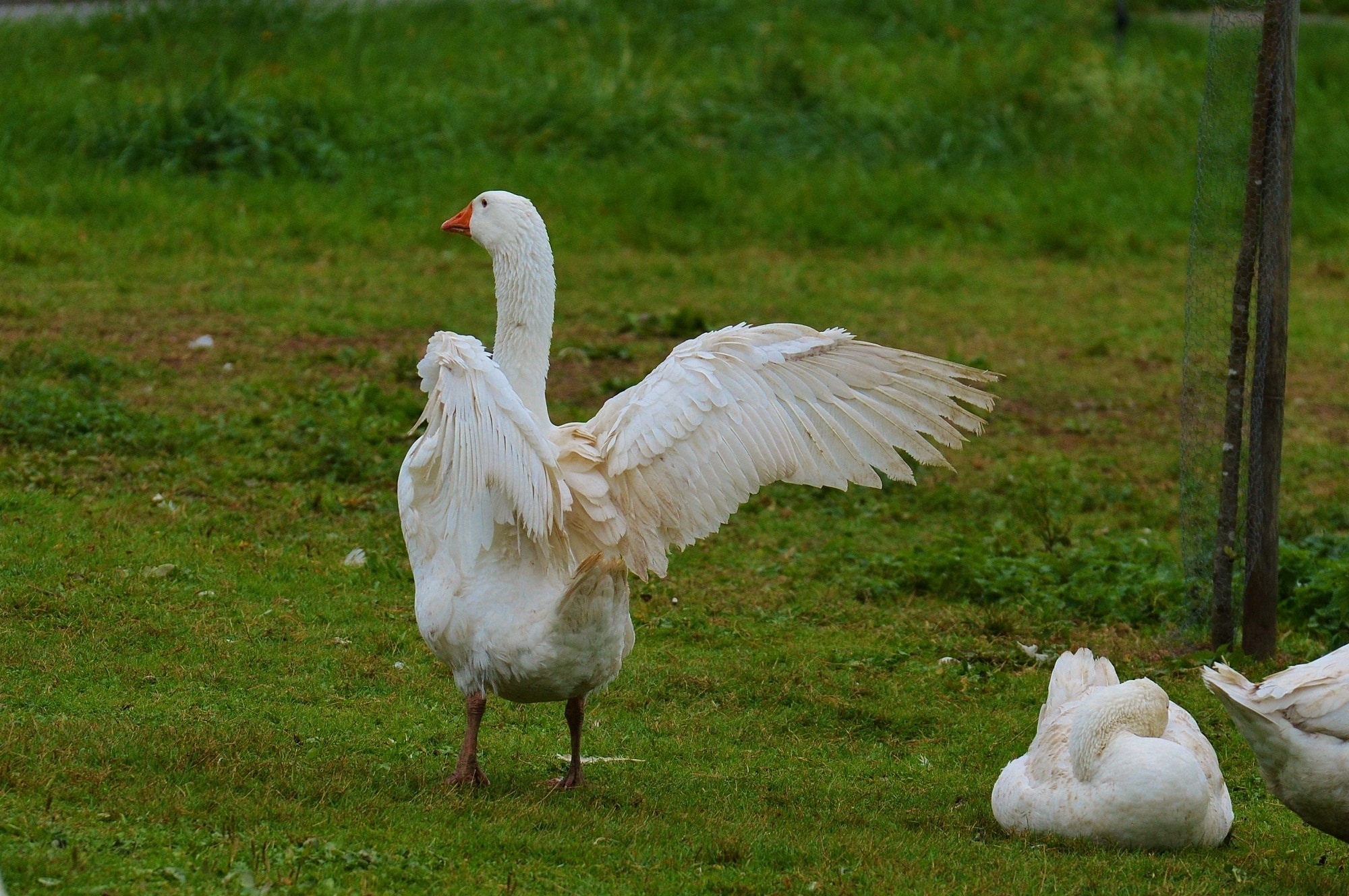 white swan on green grass during daytime