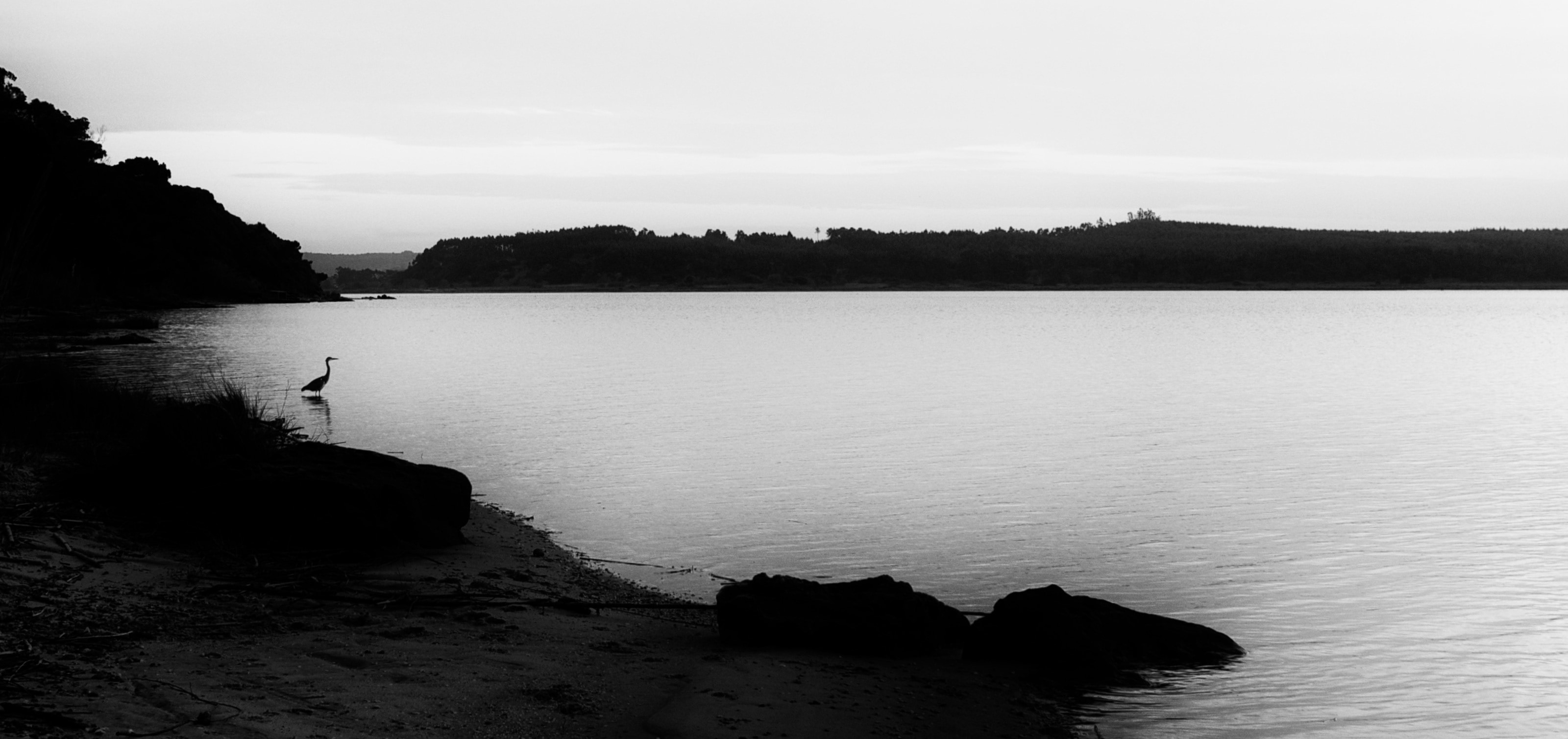 silhouette photo of swan