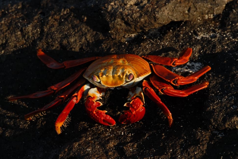 red crab preview