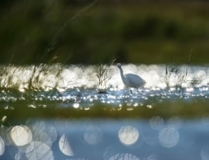 boki photography of white swan on lake thumbnail