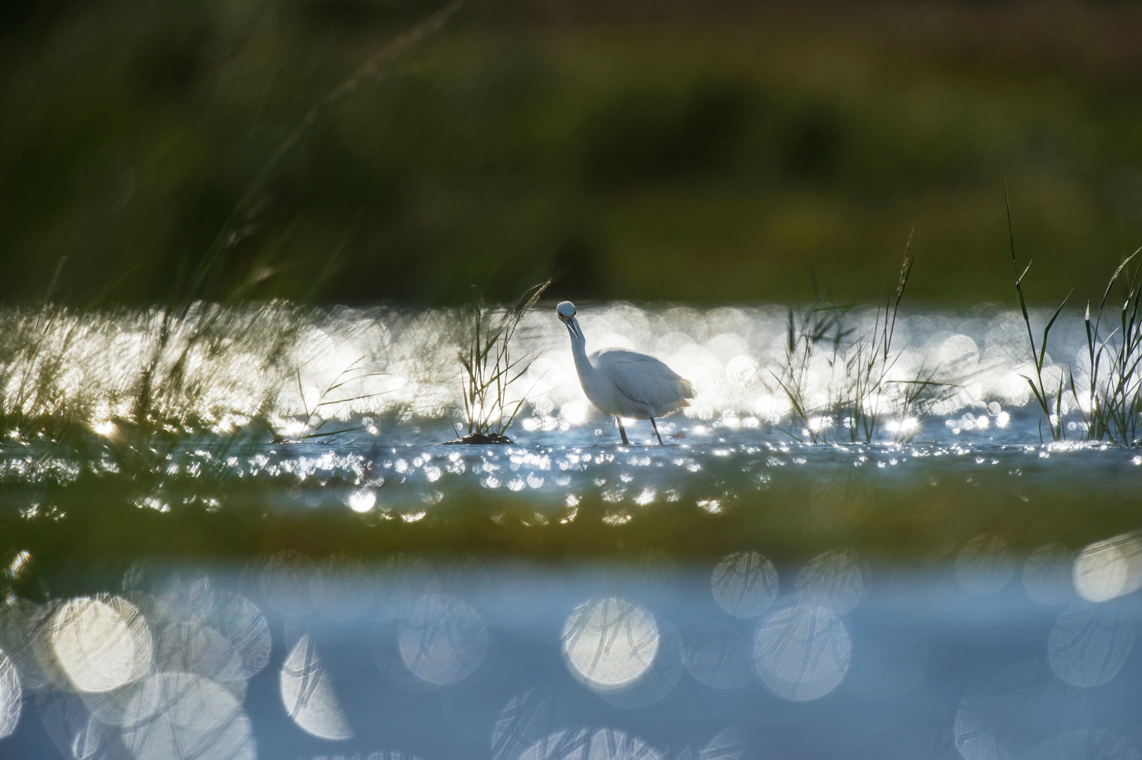 boki photography of white swan on lake