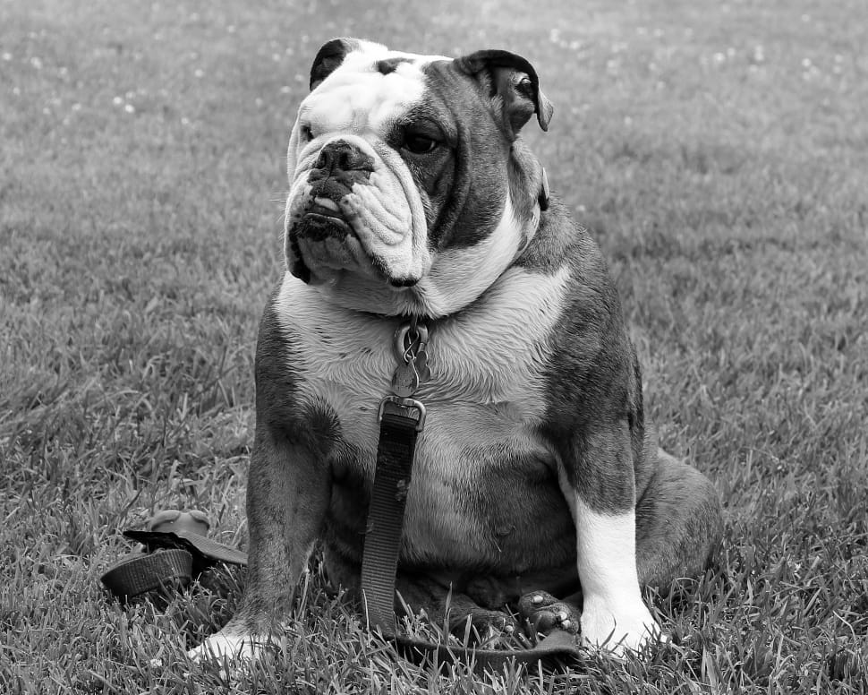 white and brindle english bulldog preview