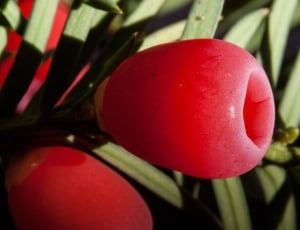 red round fruit thumbnail