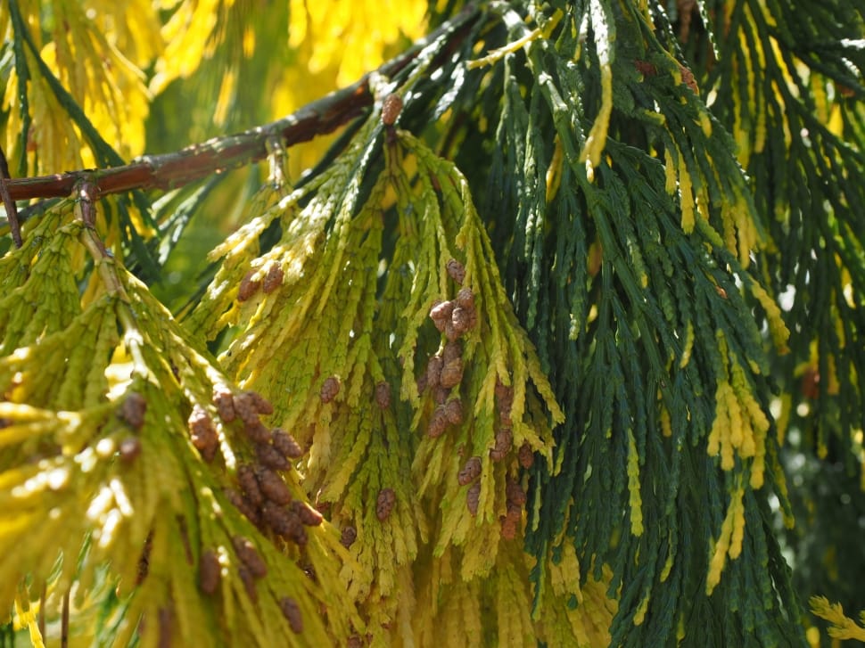 Tap, Incense Cedar, Male Tap, tree, green color preview