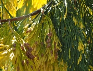 Tap, Incense Cedar, Male Tap, tree, green color thumbnail