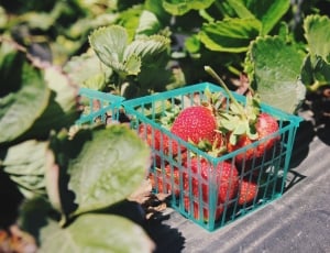 pink strawberries in green plastic basket thumbnail