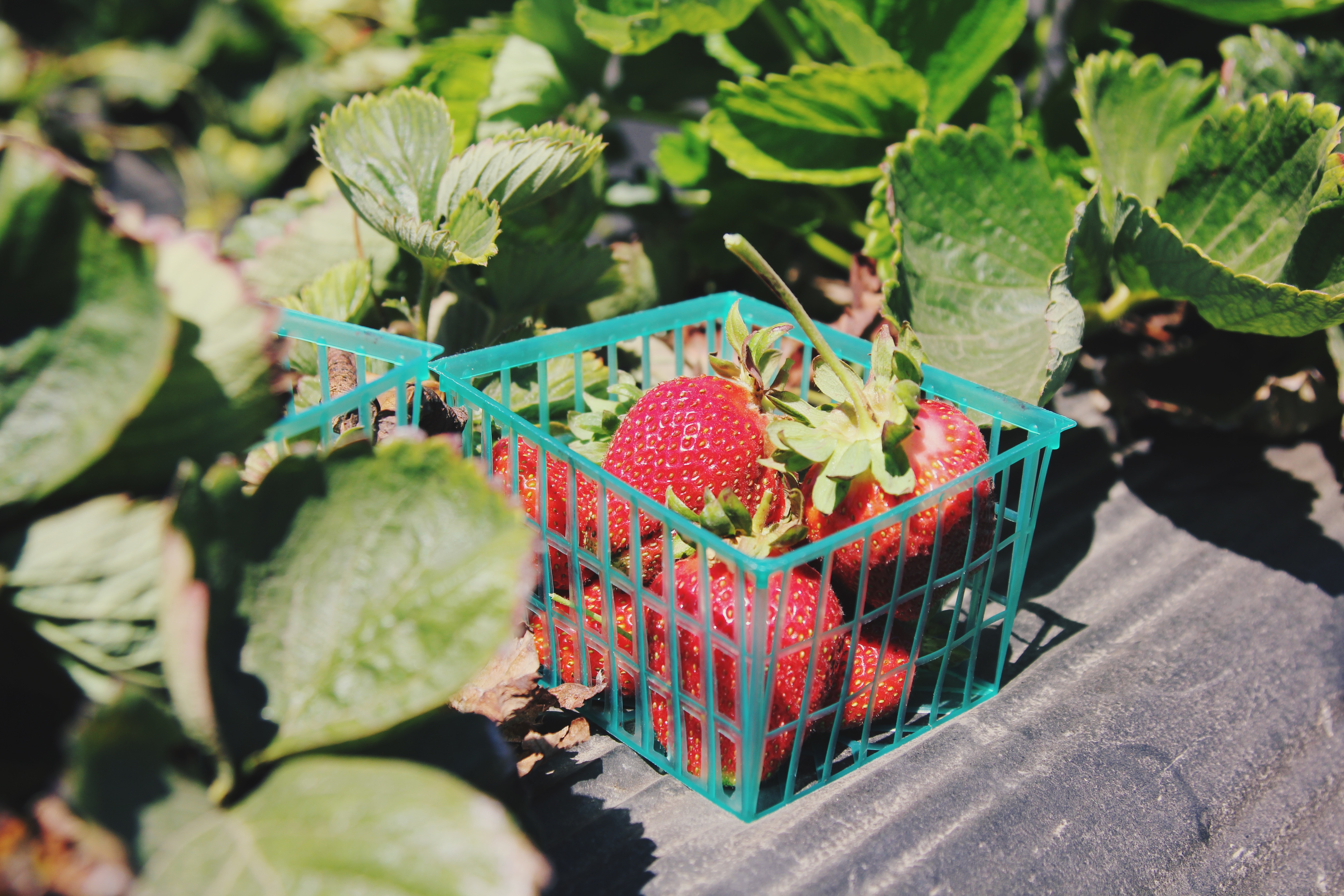 pink strawberries in green plastic basket
