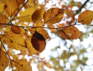 brown leaves tree thumbnail