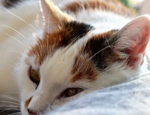 white and brown cat thumbnail