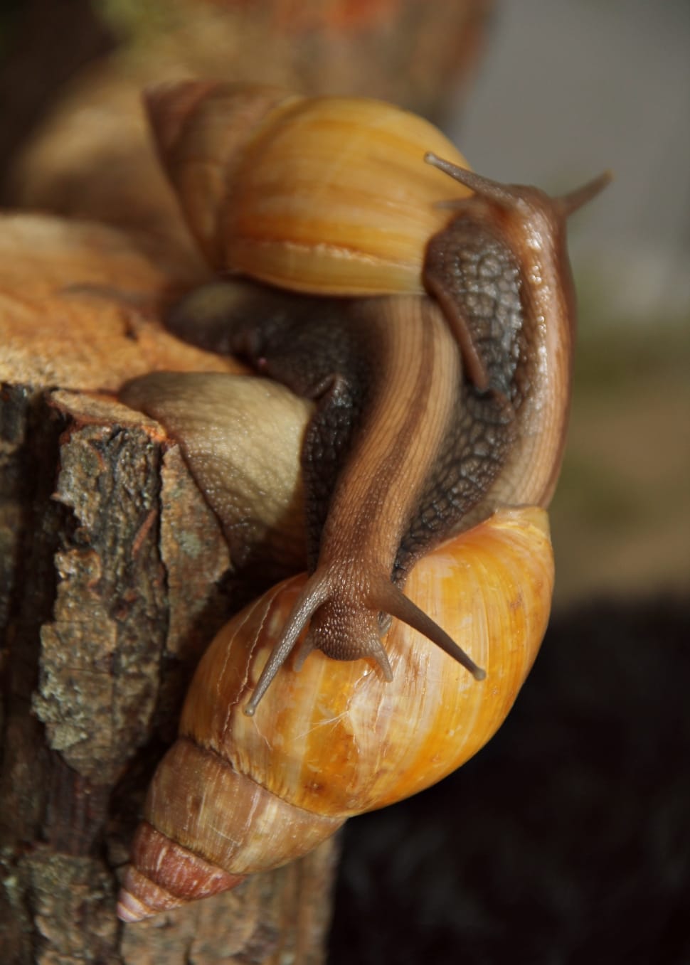 two brown snail close up photo preview