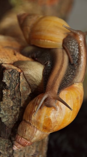 two brown snail close up photo thumbnail
