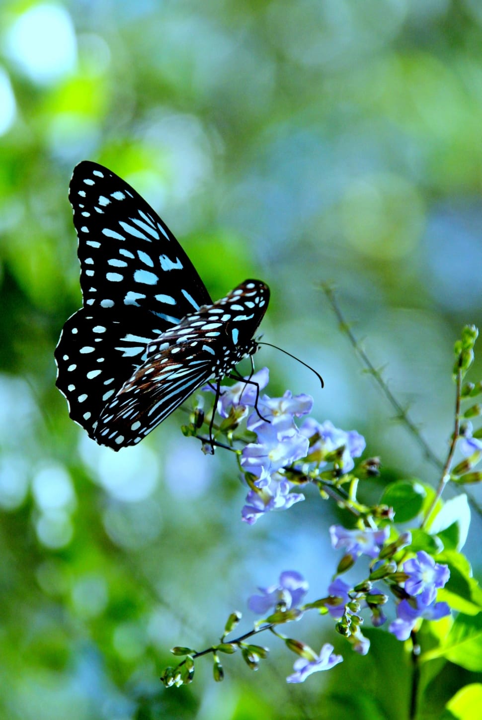 Park, Good, Insect, Blue, Flower, butterfly - insect, insect preview