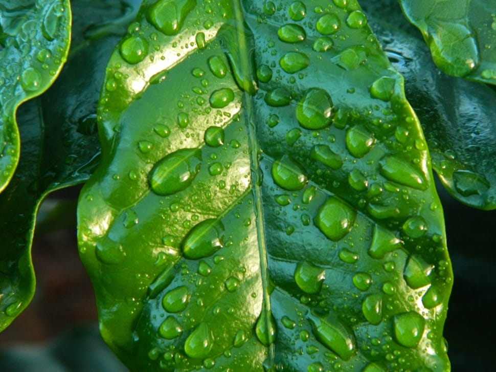 green leaf with water on it preview