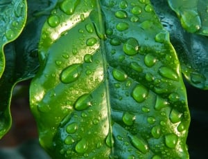 green leaf with water on it thumbnail
