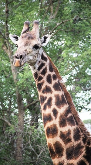 bird resting on head of giraffe thumbnail