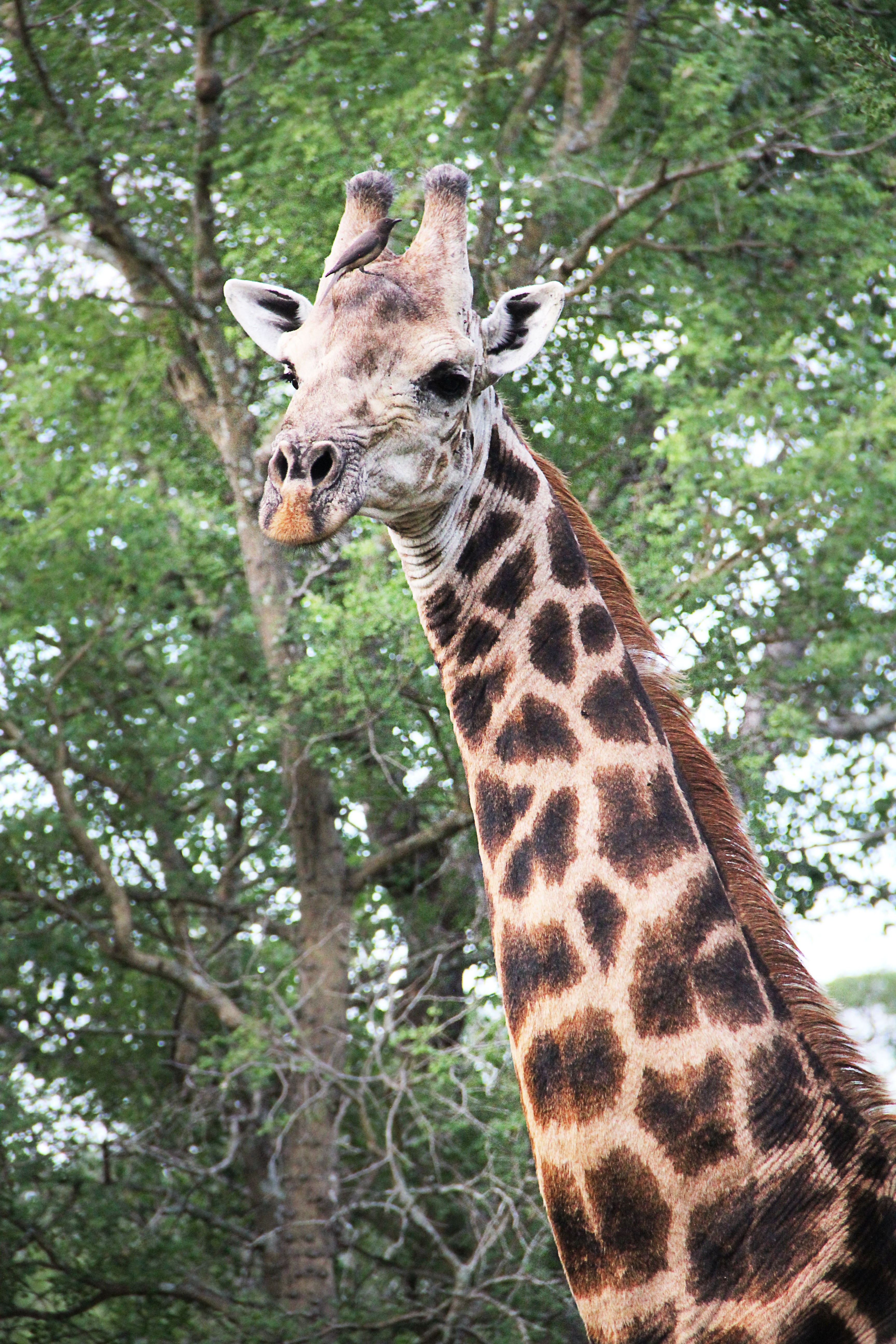 Жираф африканское животное. Эндемики Африки Жираф южноафриканский. Жираф млекопитающие Африки. Пятнистый Жираф. Животные сафари.