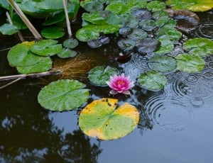 pink petaled flower on body of water thumbnail