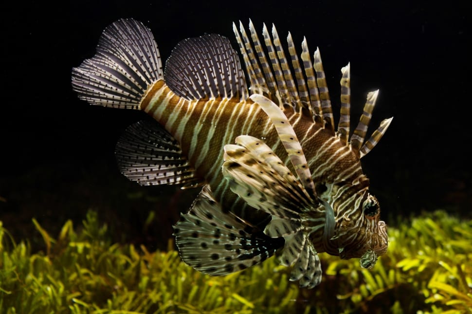 brown and white zebra fish preview