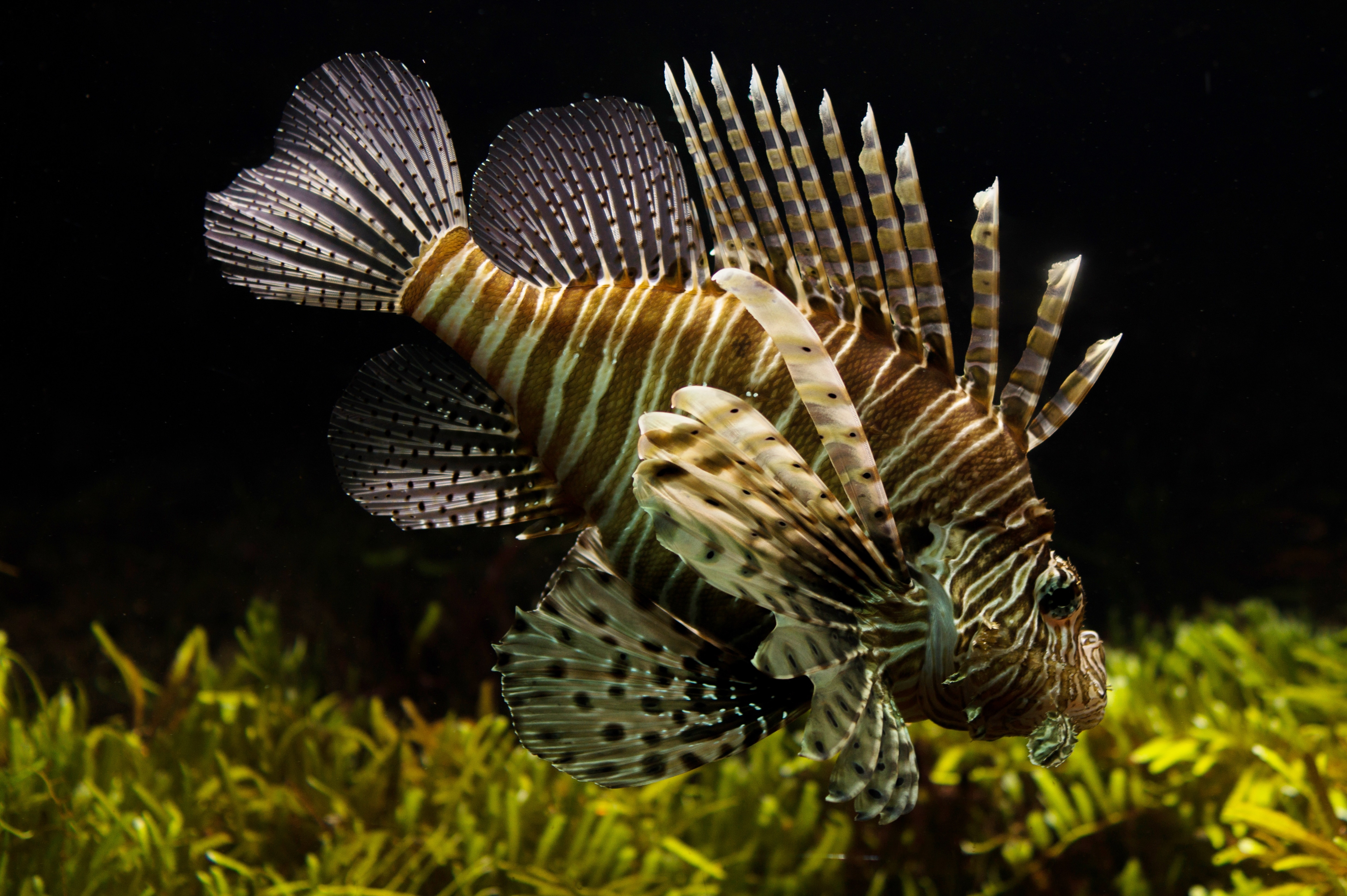 brown and white zebra fish