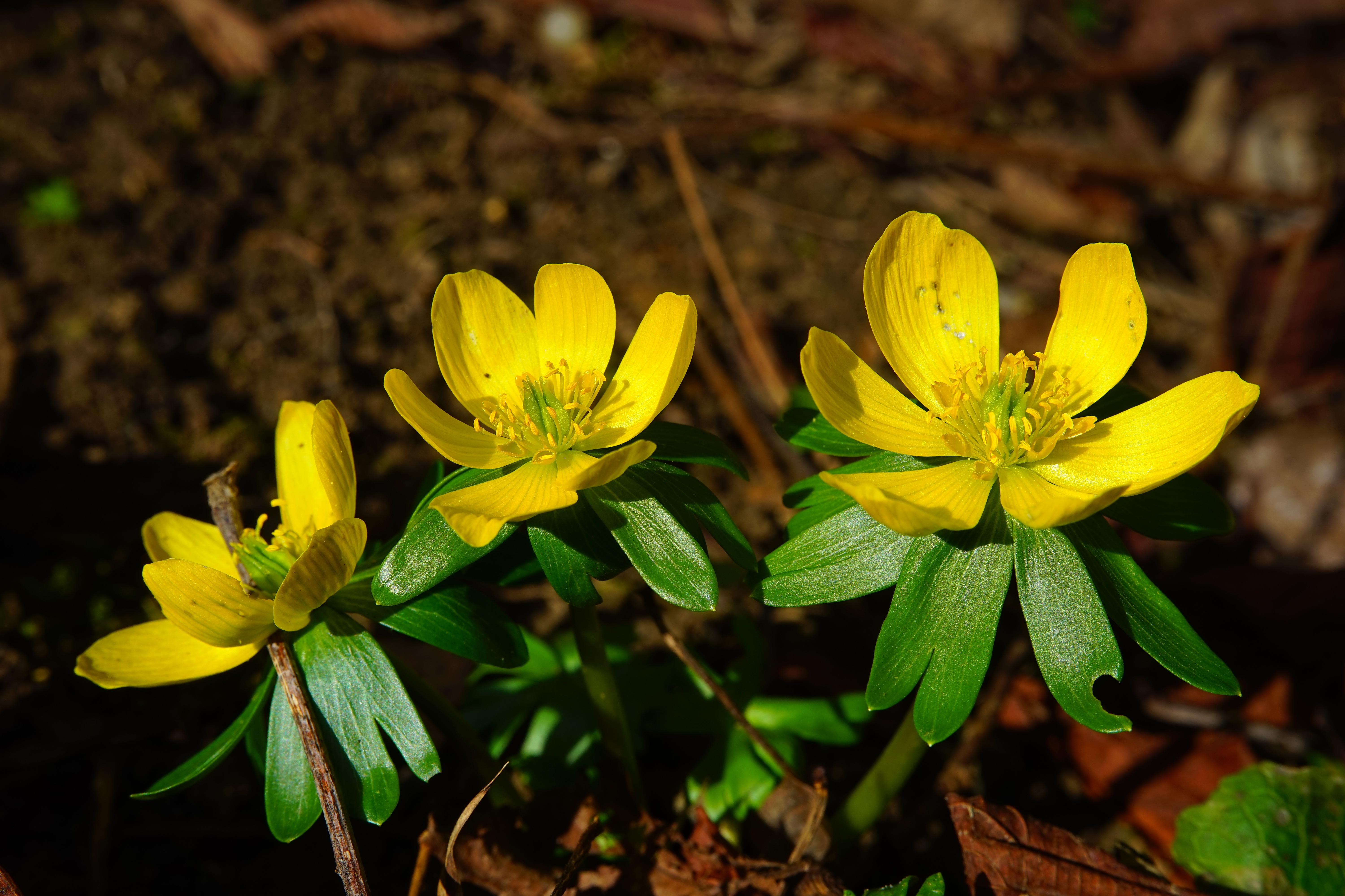 three6 yellow petal flowers