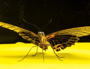 black and yellow butterfly thumbnail