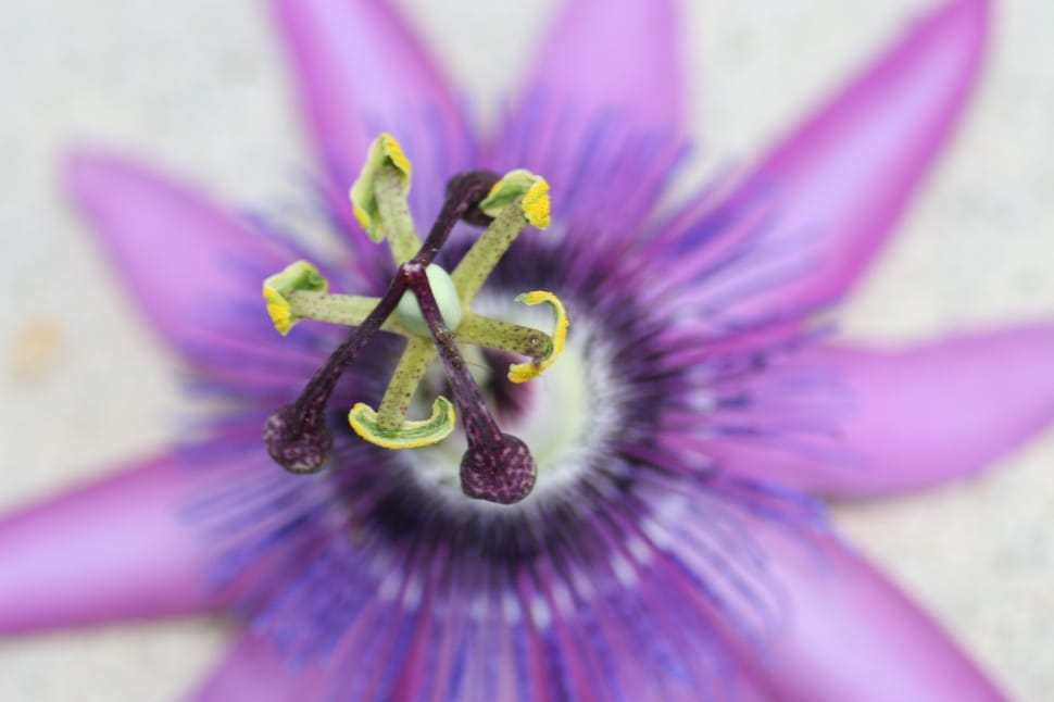 purple passion flower in close up photography preview