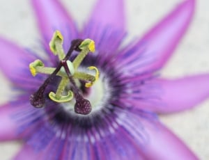 purple passion flower in close up photography thumbnail