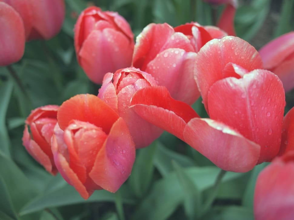 pink tulips preview