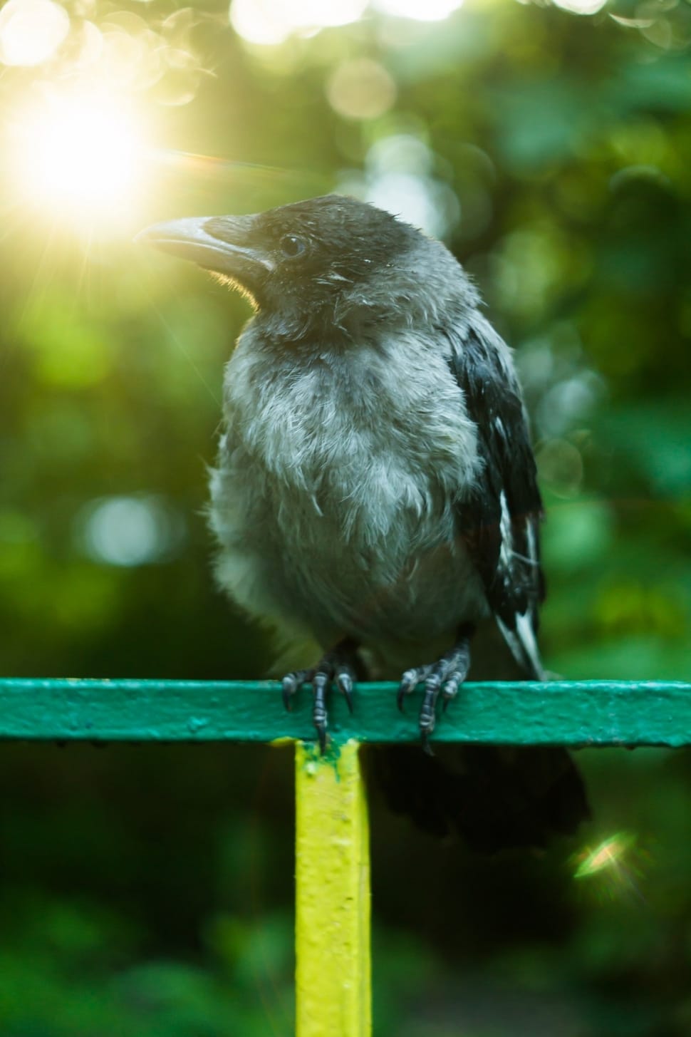 photo of gray and black bird standing in green and yellow fence preview